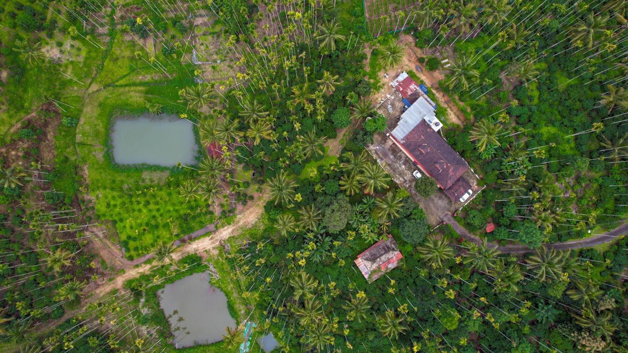 דירות סולטאן באטרי Wayanad Palm Grove Retreat G Floor מראה חיצוני תמונה